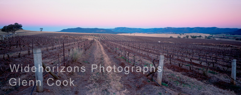 Vineyard Sunset Oe11-2345